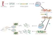 Fertility genes required for sperm stem cells