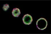 Interrupted reprogramming converts adult cells into high yields of progenitor-like cells