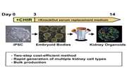 تولید ارگانوئید های کلیوی به روشی نوین