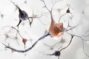 New Company, MAGiQ, Aims to Develop Stem Cell Therapies for ALS and Like Diseases