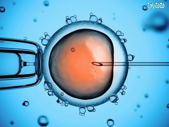 تولید تخمک از سلول بنیادی 