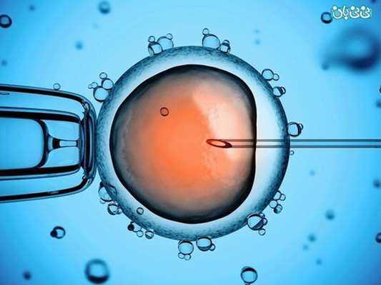 تولید تخمک از سلول‌های بنیادی در مدل حیوانی؛ گامی به سوی گامت‌سازی آزمایشگاهی