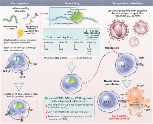 ژن‌درمانی انقلابی، مسیر درمان سرطان خون مقاوم را تغییر داد.